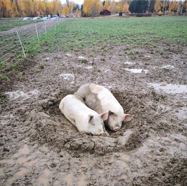 Økologiske griser som koser seg med gjørmebad ute. Foto: Berit Blomstrand