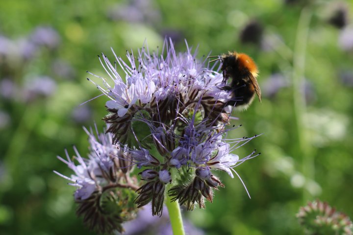 Blomsterstriper er et eksempel på forebyggende tiltak innenfor en helheltlig plantevernstrategi. Foto: Grete Lene Serikstad