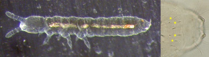 Onychiurus edinensis ble funnet for første gang i Norge i forsøksfeltet til prosjektet SoilEffects på Tingvoll gard i 2012. Arten likner sin mer tallrike kollega Protaphorura armata, en vanlig art i kulturjord. Den nye arten har fire karakteristisk små torner på bakkroppen, vist til høyre for de gule stjernene på bildet til høyre. Foto: Arne Fjellberg.