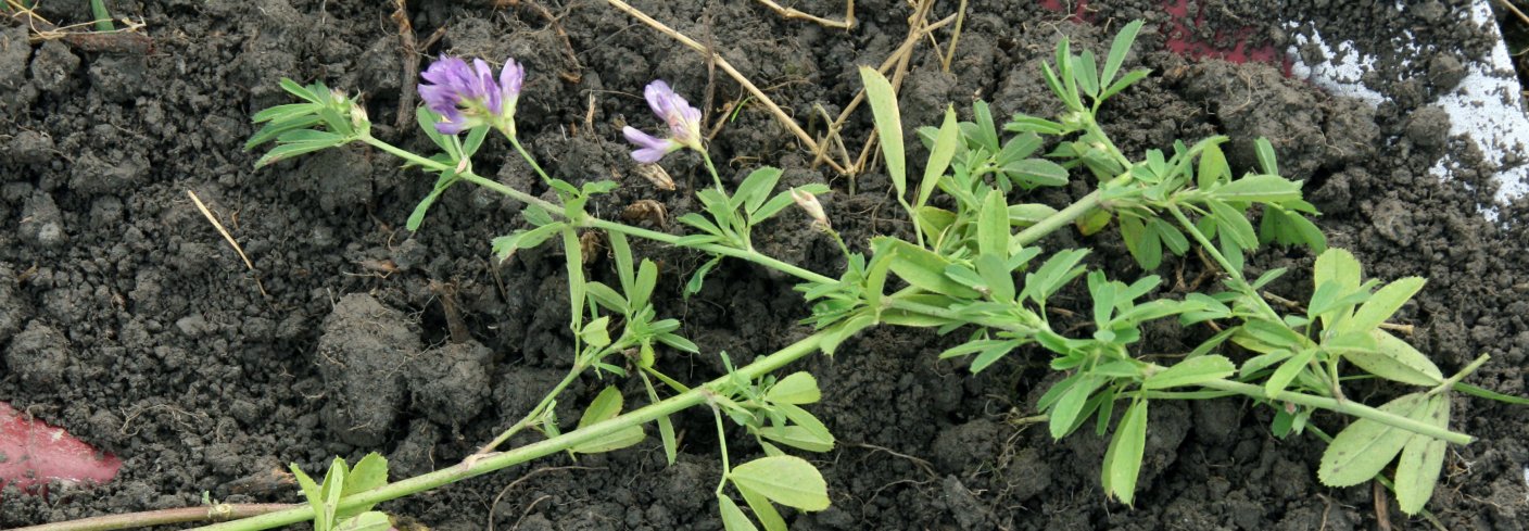 Luserne er påviselig den arten som kan vokse gjennom hardest jord. Men den kan være vanskelig å få etablert. Bør såes som gjenlegg i korn. Foto: Kari Bysveen