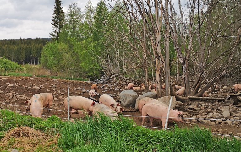 NYE KRAV: Nye regler for økologisk svinehold ble innført i juni 2022. De nye reglene setter blant annet krav til utforming av uteareal. Foto: Berit Blomstrand