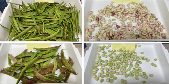 Frøbønne ‘Hanna Strimmiga’ (øverst) og borlottibønne ‘Sanguigno’ (nederst), dyrket i Proteinhagen i 2024. Ved høstetidspunktet (t.v.) hadde plantene mange umodne belger, som derfor ikke ble inkludert i avlingsberegningen. Foto: Anniken Stensrud