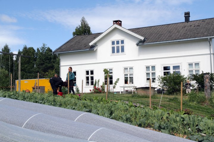 Drifta på Toreshaugen omfatter også dyrking av grønnsaker og urter. Om sommeren er det flere som hjelper til med stell av små og store planter. Foto: Anita Land