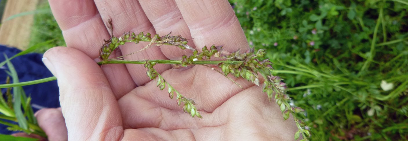 Hønsehirse er et nytt ugras i Norge. Foto: Reidun Pommereche