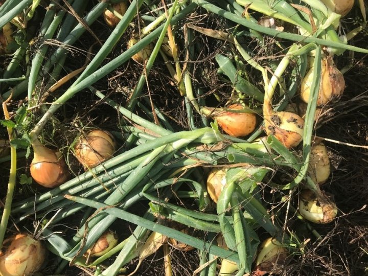 Rykking av løk behandlet med plantehakk, august 2023. Foto: M. Goul Thomsen