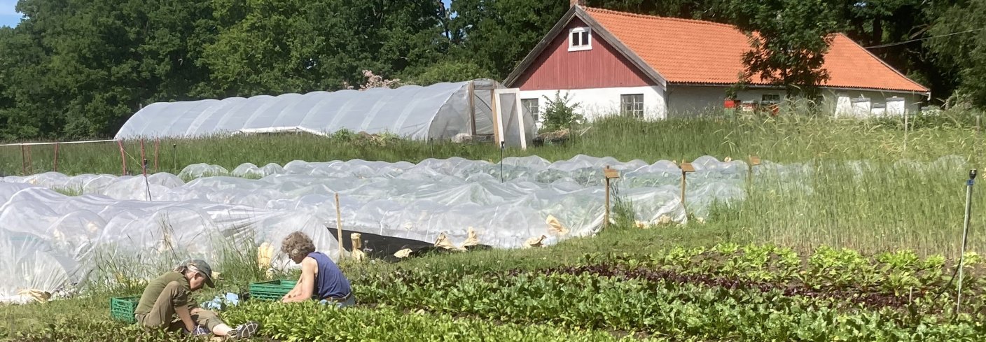 Småskala grønnsaksproduksjon hos en av produsentene som er med i prosjektet "Bønder og byen", juni 2021. Foto: Anne-Kristin Løes