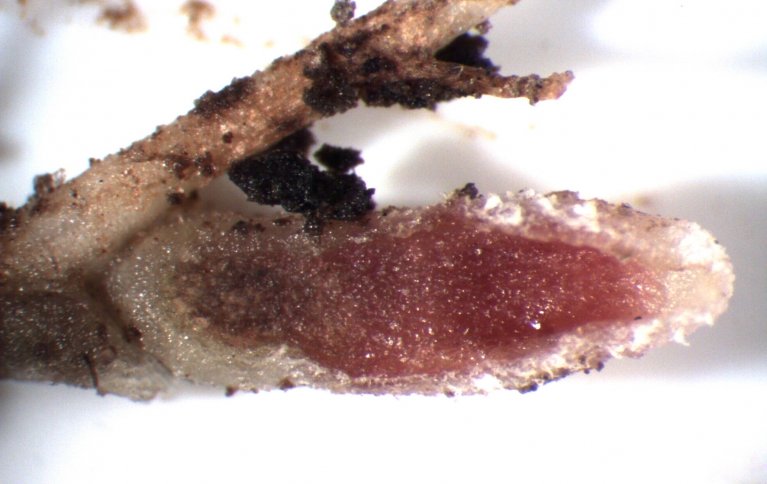 Rød-rosa rotknoller med aktive Rhizobium-bakterier hos hvitkløver