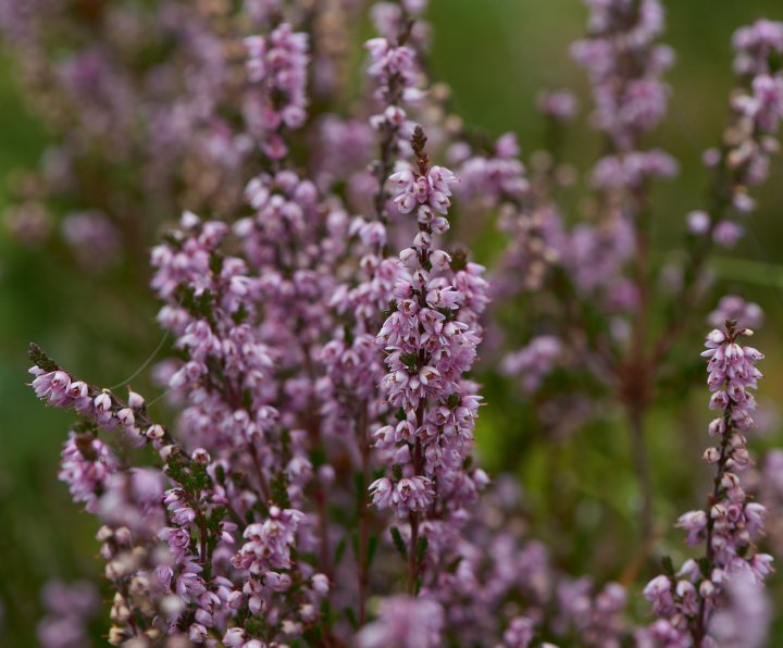 Røsslyng (Calluna vulgaris). Foto: Steffen Adler