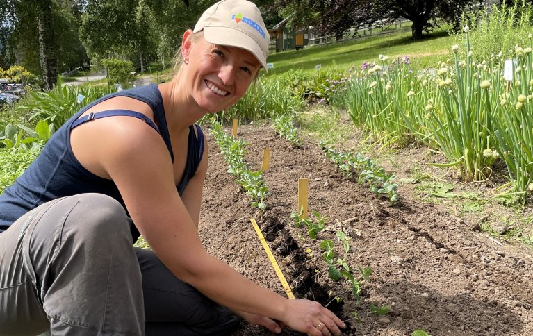 Erter og bondebønner er proteinrike og enkle vekster å dyrke i hagen. Foto: Susanne Friis Pedersen