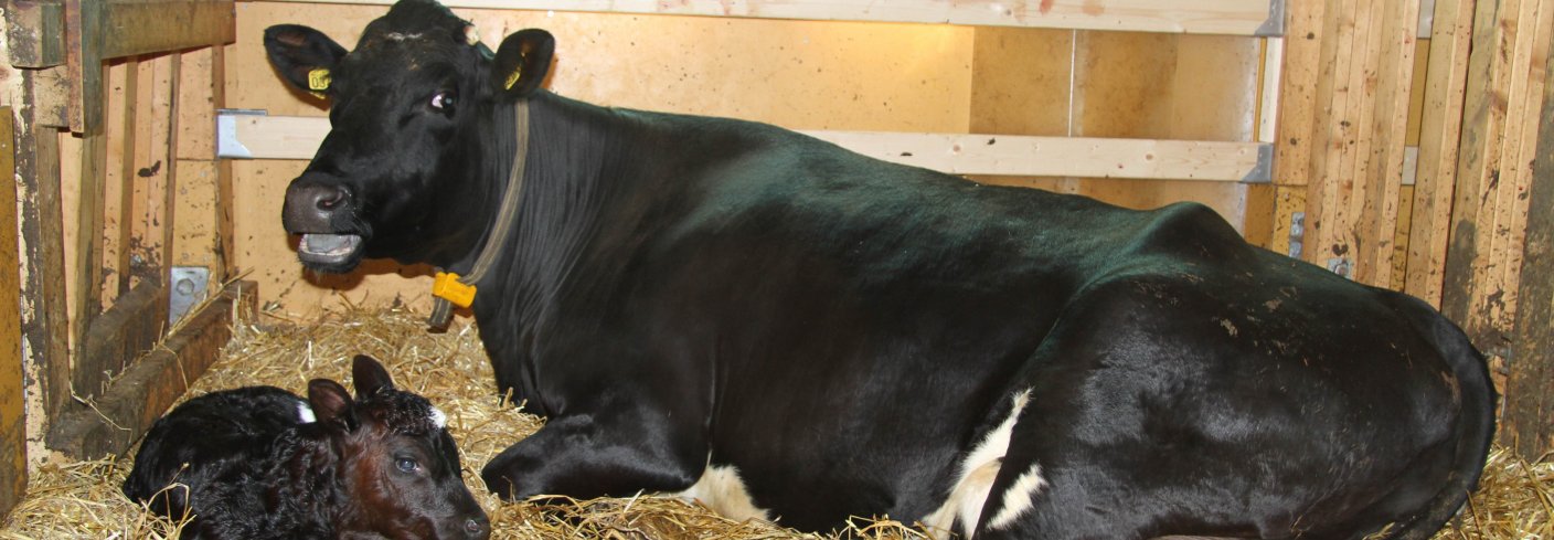 Ku Og Kalv Anita Land 9622 Ku Og Kalv Anita Land 9622
