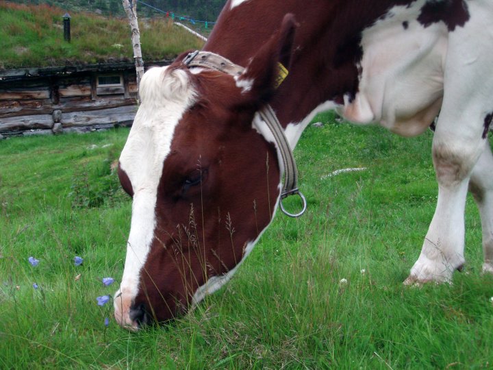 Naturbeitemarker var vanlige over hele landet før, men finnes nå mest i seterdaler og langs kysten. Hvilke husdyrarter som beiter vil være med å påvirke hvilke arter som finner sitt levested i beitemarka. Foto: Maud Grøtta