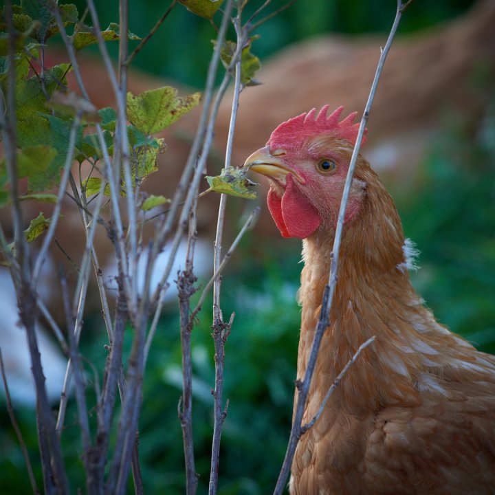 I dette forprosjektet har forskere ved Veterinærinstituttet gjennomført risikovurderinger for introduksjon av smittsomme husdyrsykdommer ved utendørs hold av svin og fjørfe i Norge. Foto: Steffen Adler