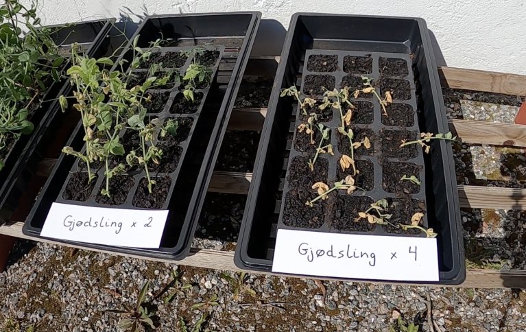 DYRKINGSFORSØK: Planter som har blitt deformert eller dødd etter å ha fått flytende gjødsel som inneholder rester av kjemisk ugrasmiddel. Foto: Vegard Botterli