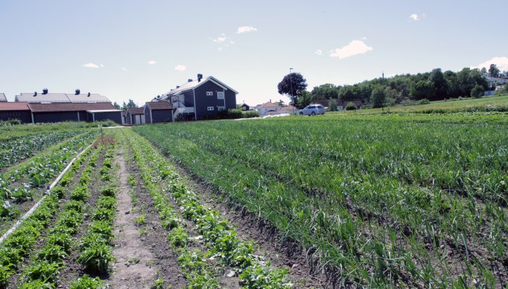 Utvalget av grønnsaker som dyrkes til andelsbøndene er stort. Foto: Anita Land