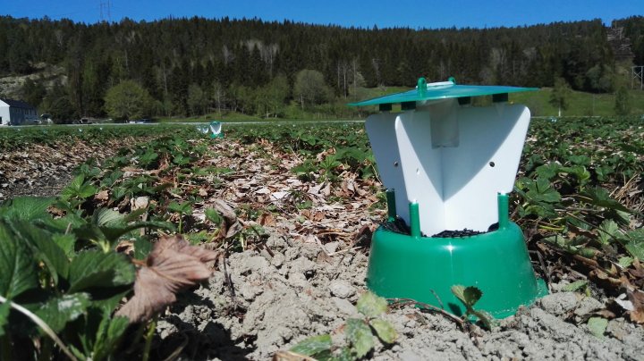 Prosjektet Softpest Multitrap arbeider med å utviklet insektfeller med en kombinasjon av duftstoffer som virker tiltrekkende på jordbærsnutebille og håret engtege i jordbær. Foto: Atle Wibe