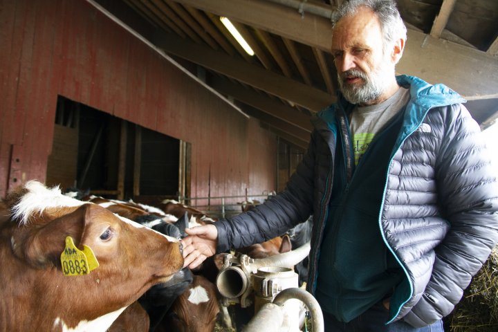 I tillegg til mjølkekyr  fôrer Teien opp rundt 55 kalver. Rundt 30 av disse er oksekalver året som slaktes som mellomkalv. . Foto: Anita Land