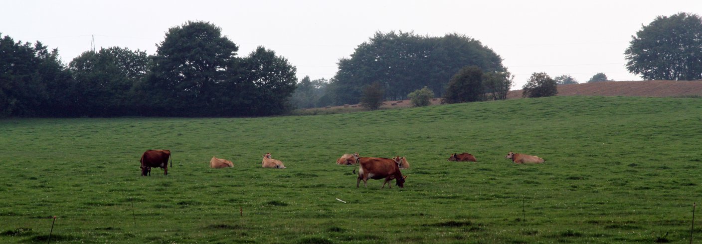 Resultater fra Danmark viser at økologiske melkeproduksjonsbruk har mindre nitrogenutvasking.ra økologiske og konvensjonelle husdyrløse bruk i gjennomsnitt er like. Foto: Anita Land