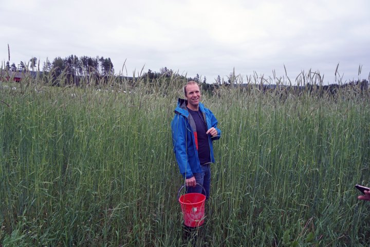 Her har svedjerugen slått godt til, og kveka sliter selv uten pløying (Tor Helge Brandsæter på Fossnes gård). Foto: NORSØK