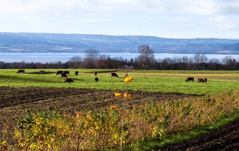 Beitekravet overholdes med rikelig margin på Alm Østre. Selv i slutten av oktober kan kyrne finne mat ute. Foto: A.-K. Løes