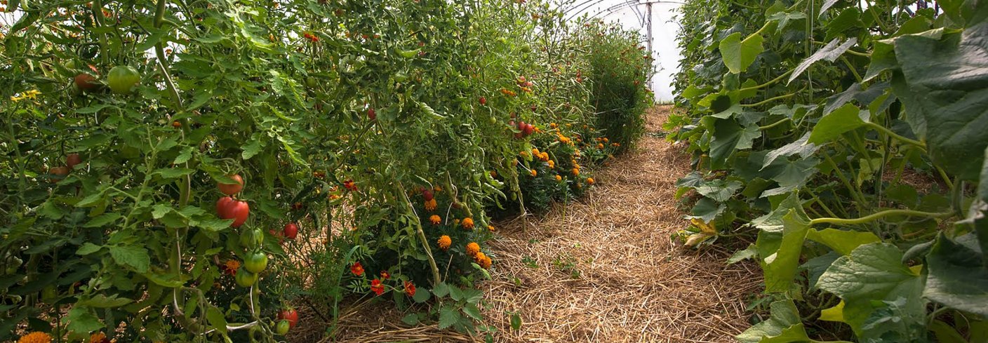 Tomatdyrking på Frilund gård, Bjørkelangen. Foto: Debio