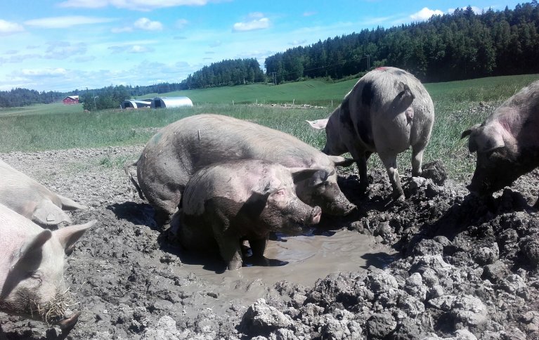 Grisene setter stor pris på å ha tilgang til gjørmebad. Foto: Maren Hothe