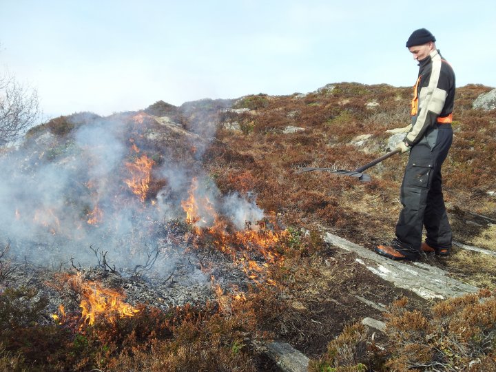 Brannsmekke i metall er anbefalt redskap ved lyngbrenning. Her er det Ingbjørn Bredeli fra Forum for natur og friluftsliv som passer ilden på Småge i Møre og Romsdal. Foto: Maud Grøtta