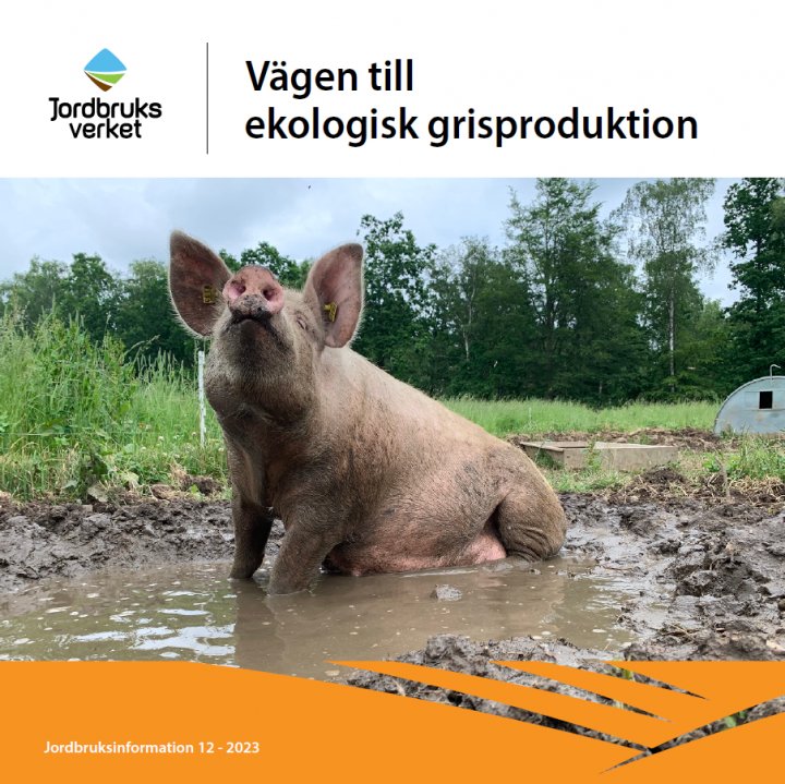 Veien til økologisk svineproduksjon