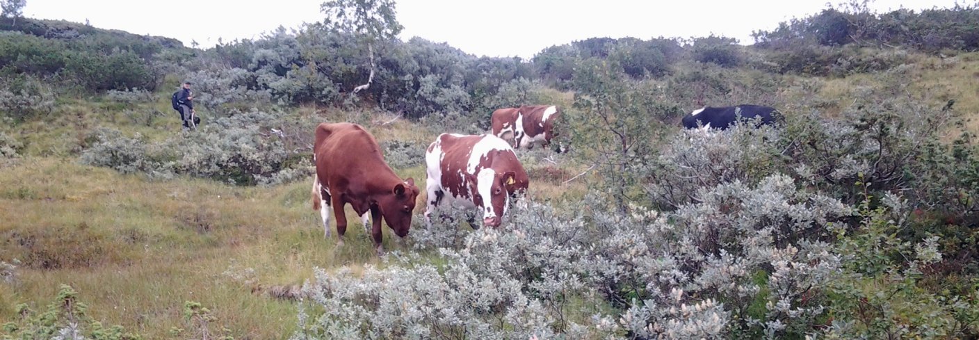 Kyr som beiter på lauv får i seg ein del kobolt. Foto: Gunnlaug Røthe 