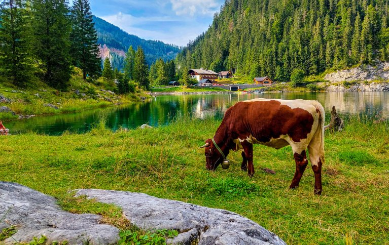 FJELL OG DALER: Østerrike er som Norge rikt på bratte fjell og dype daler der det er utfordrende å drive landbruk. Østerrike har stor suksess med å stimulere mindre driftsenheter og har den største andelen økologisk produksjon i Europa. Landet er en stor eksportør av meierivarer til EU og er i stor grad selvforsynt med dyrefôr. Foto: Adobe stock