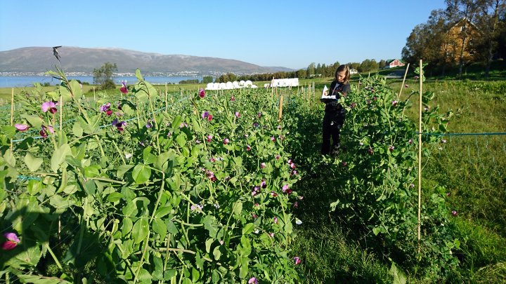 Forsøksfeltene er plassert langs en breddegradsgradient fra 55 grader nord til 69 grader nord – en gradient med stor variasjon når det gjelder ulike klimatiske forhold. Foto: Ingunn Vågen