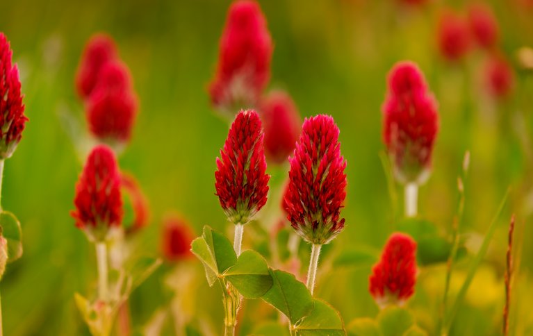 BEVARE KARBON I JORDA: Fangvekster som blodkløveren på bildet plantes etter at hovedavlingen er høstet. Dette gjør at jorda beskyttes mot erosjon samtidig som røttene bidrar til karbonlagringen i jorda. Foto: Pixabay