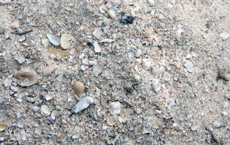 De viktigste kalkingsmidlene er kalkstein, dolomitt og skjellsand (bildet) i økologisk landbruk. Foto: Anita Land