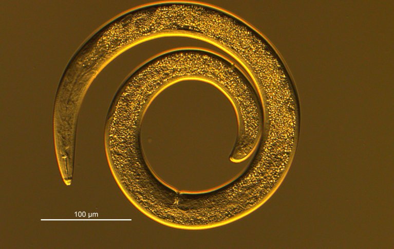 Spiralnematode. Foto: C. Magnusson