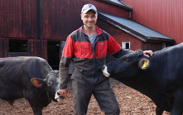 For Snorre Kaldahl Fævelen står ingenting i veien for å drive med økologiske okser. Han er opptatt av å ha mye kontakt med oksene så de er enkle og håndtere. Foto: Rosann Johanssen 