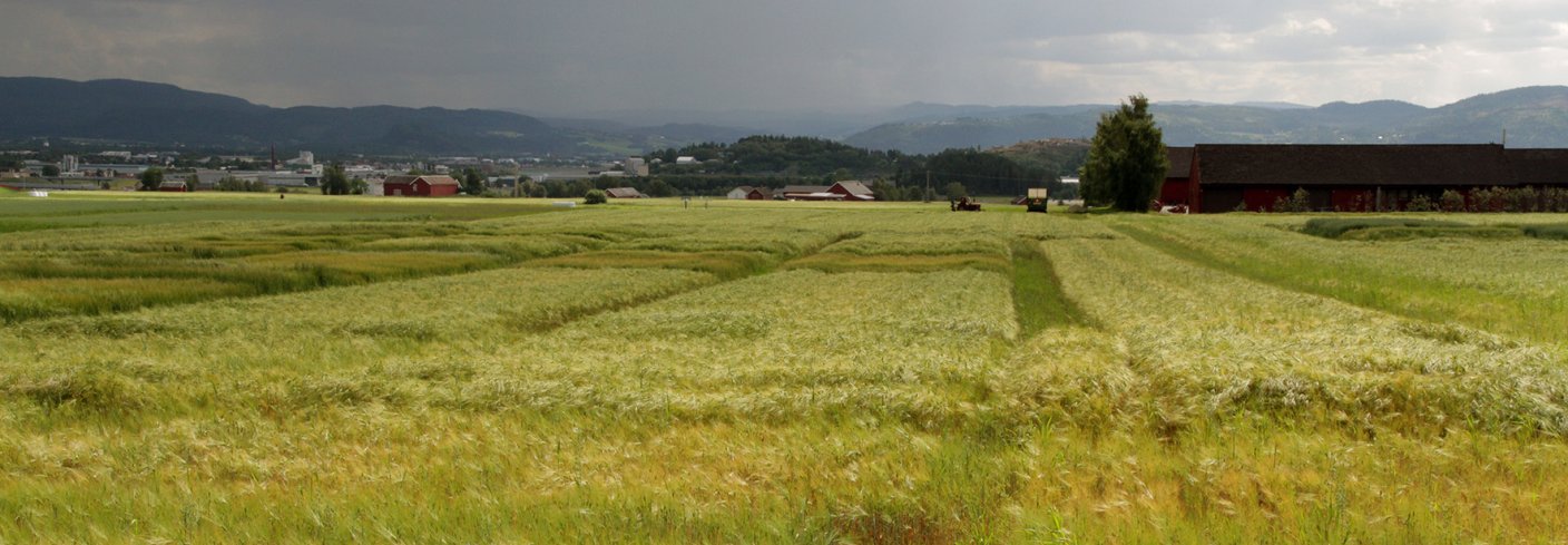 Forsøksfelt med korn på Kvithamar. Foto: Anita Land