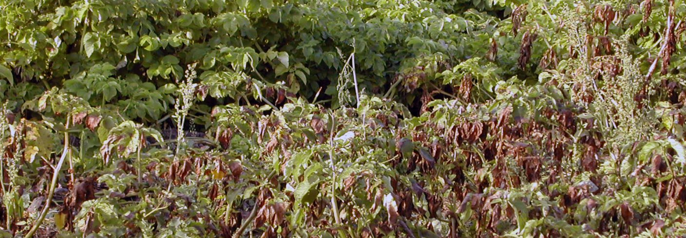 Potettørråte er den viktigste sjukdommen i potet i Norge og skyldes en sopplignende organisme som angriper både blad, stengler og knoller. Foto: Theo Ruissen