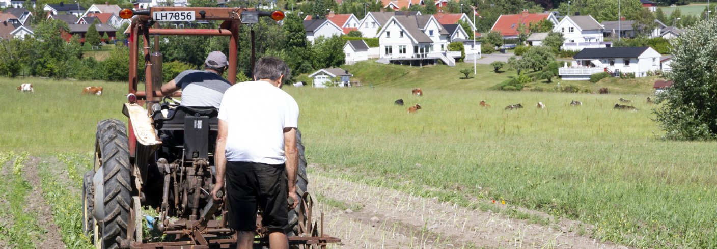 Asbjørn Lavoll og Ranjit Singh på traktoren radrenser grønnsakene til andelshaverne. Foto: Anita Land