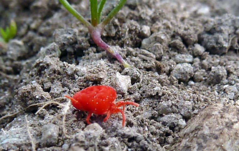 Rød fløyelsmidd, en prostigmat midd i slekten Trombidium. De voksne lever av insekter, spretthaler og ulike egg som de kommer over. Foto: Reidun Pommeresche