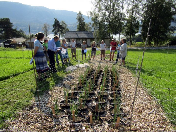 Purreplanter i potter med jord gjødslet med kalksalpeter, tørket fiskegrakse, tørket hønsegjødsel og fersk algefiber, Tingvoll 28.8.2019. . Foto: Ishita Ahuja