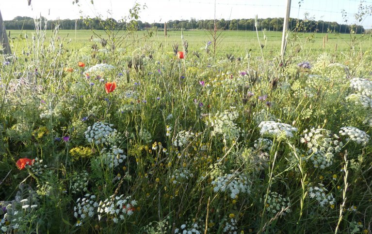 MOT SKADEDYR OG FOR POLLINERING: Blomsterstriper kan bidra til bedre avlinger. Foto: Jon Anders Stavang