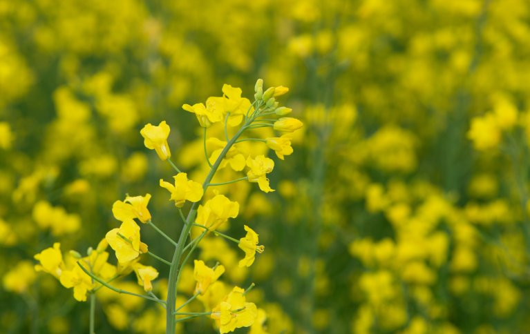 GOD ØKONOMI: Rapsens tykke pålerot gjør planten til en eminent jordarbeider i vekstskifte. Avlingen gir menneskemat og proteinrikt fôr på samme tid. Når det samtidig er god økonomi og stor etterspørsel, så gjør dette at rapsdyrking er attraktivt for økodyrkere. . Foto: Steffen Adler