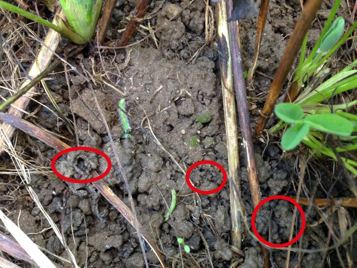 Jordoverflata i ei gras/kløvereng, med organisk materiale i ulike faser. Her fins alt fra levende planter, ferske, grønne stengelbiter, stengler og blad av eldre planter, til de mer avrunda jordklumpene (i sirklene) hvor meitemark og jordliv har innarbeidet organisk materiale og karbon. Foto:  Reidun Pommeresche