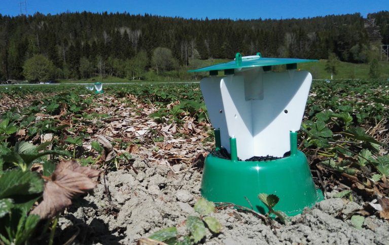 Insektfelle med duftstoffer – én av flere metoder innen biokontroll. Foto: Atle Wibe