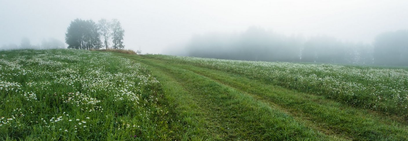 BEDRE FOR ØKOSYSTEMET: Økologisk drift kombinert med redusert jordarbeiding styrker økosystemtjenester som pollinerende insekter og næringskretsløp. I Sveits ble avlingene lavere sammenlignet med konvensjonell drift. På tross av dette fikk de økologiske bøndene bedre økonomisk fortjeneste. Foto: Debio