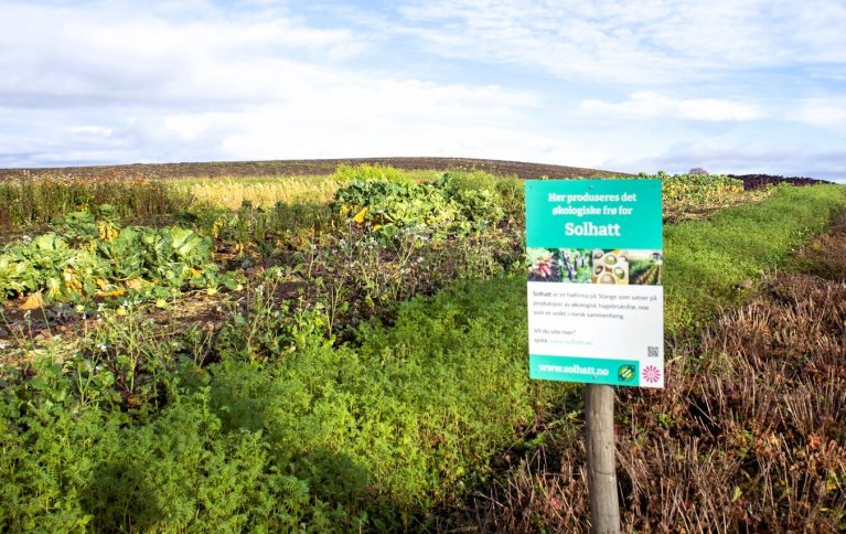 Solhatt har som mål å øke den norske frøproduksjonen. En del av produksjonen foregår på Alm Østre. Foto: A.-K. Løes