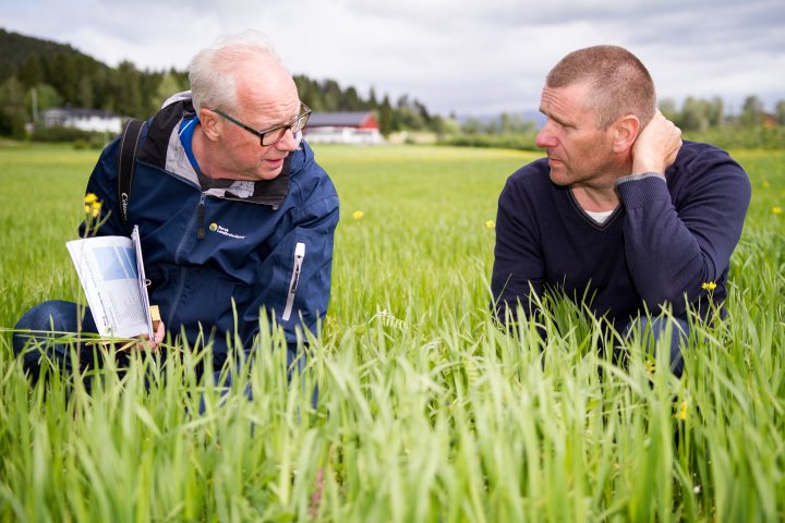 Vurdering: Einar Strand (t.v.), juryformann i konkurransen viser Øyvind Pettersen Berg at frøugraset spirer mellom såradene, til tross for en kald vår. I hovedsak er det linbendel som er et problem. Foto: Morten Bertnsen