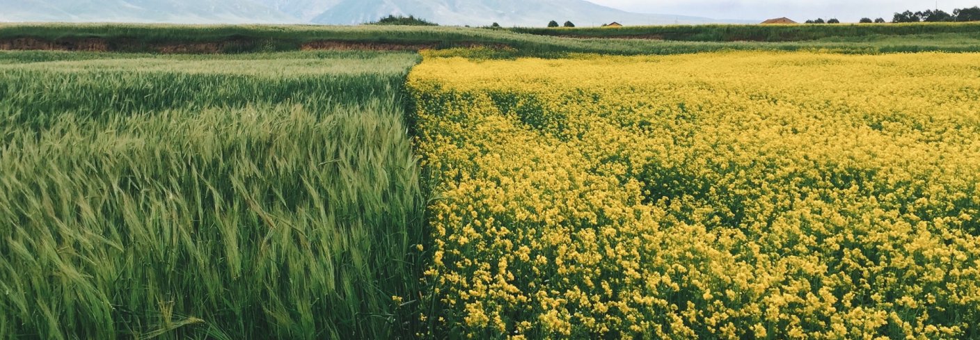 Vekstskifte VEKSTSKIFTE, BLOMSTERSTRIPER OG KANTSONER : Dette er viktige verktøy for å skape mer variasjon og biologisk mangfold som gjør økosystemene mer robuste. Foto: Pxfuel