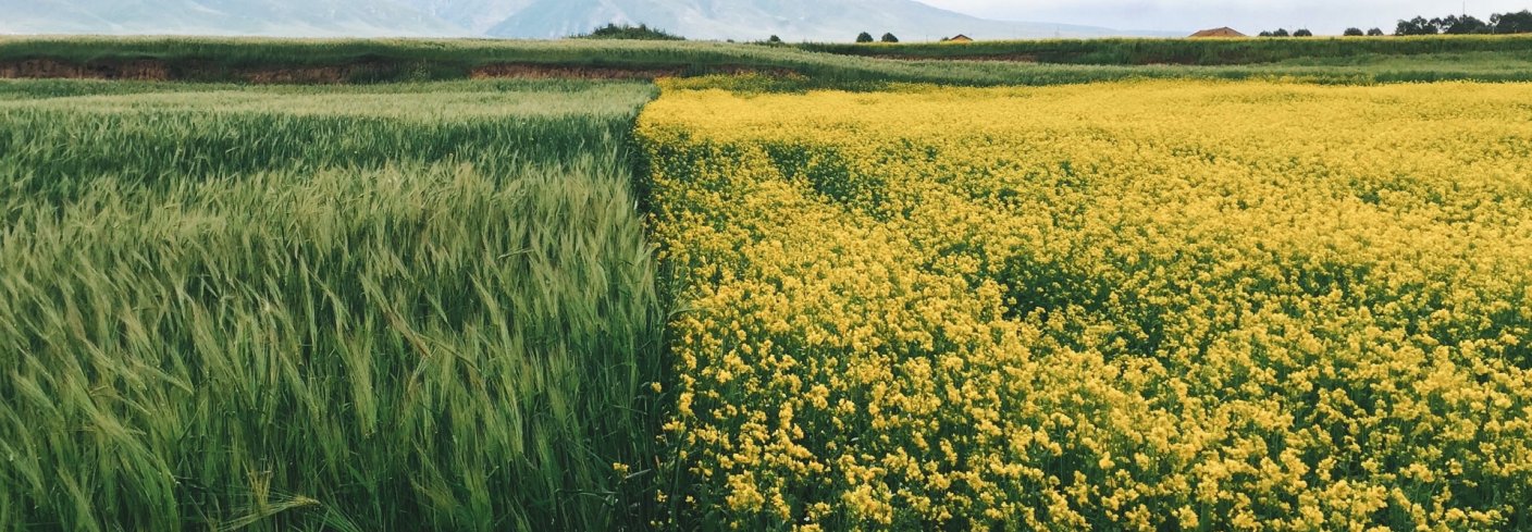 VEKSTSKIFTE, BLOMSTERSTRIPER OG KANTSONER : Dette er viktige verktøy for å skape mer variasjon og biologisk mangfold som gjør økosystemene mer robuste. Foto: Pxfuel