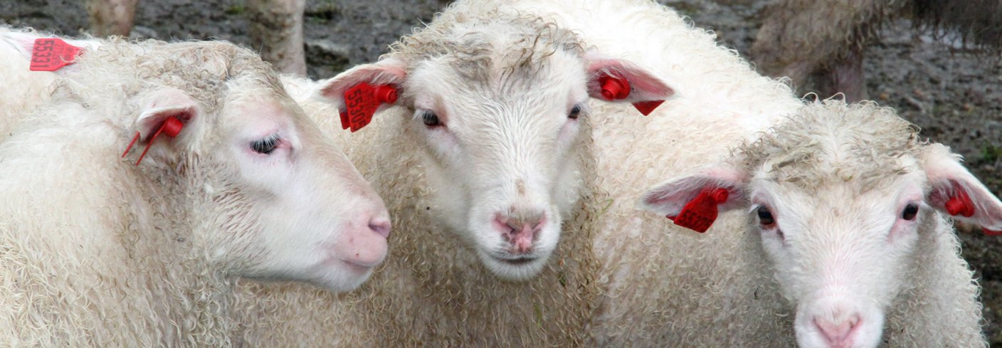 Forsøket viste at søyene foretrakk tett gulv fremfor drenerende gulv ved at de sto, gikk og lå mer på tett gulv enn drenerende gulv gjennom hele forsøket. Foto: Anita Land