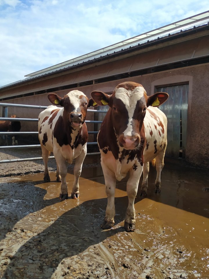 Økologiske okser som får mosjon og frisk luft med luftegård. Foto: Rosann Johanssen